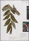 Foto von Salix caprea L. x Salix viminalis L.
